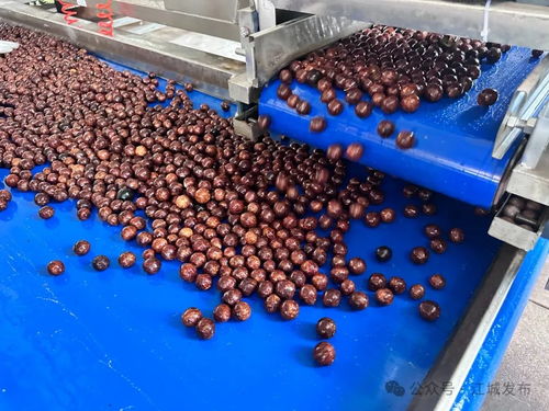 普洱江城堅果加工廠投入運營，氫氟酸應用引關注